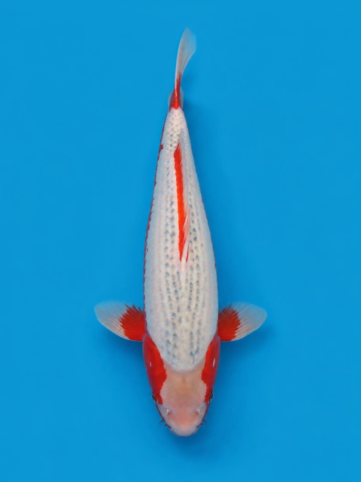 Finished portrait of the Asagi koi