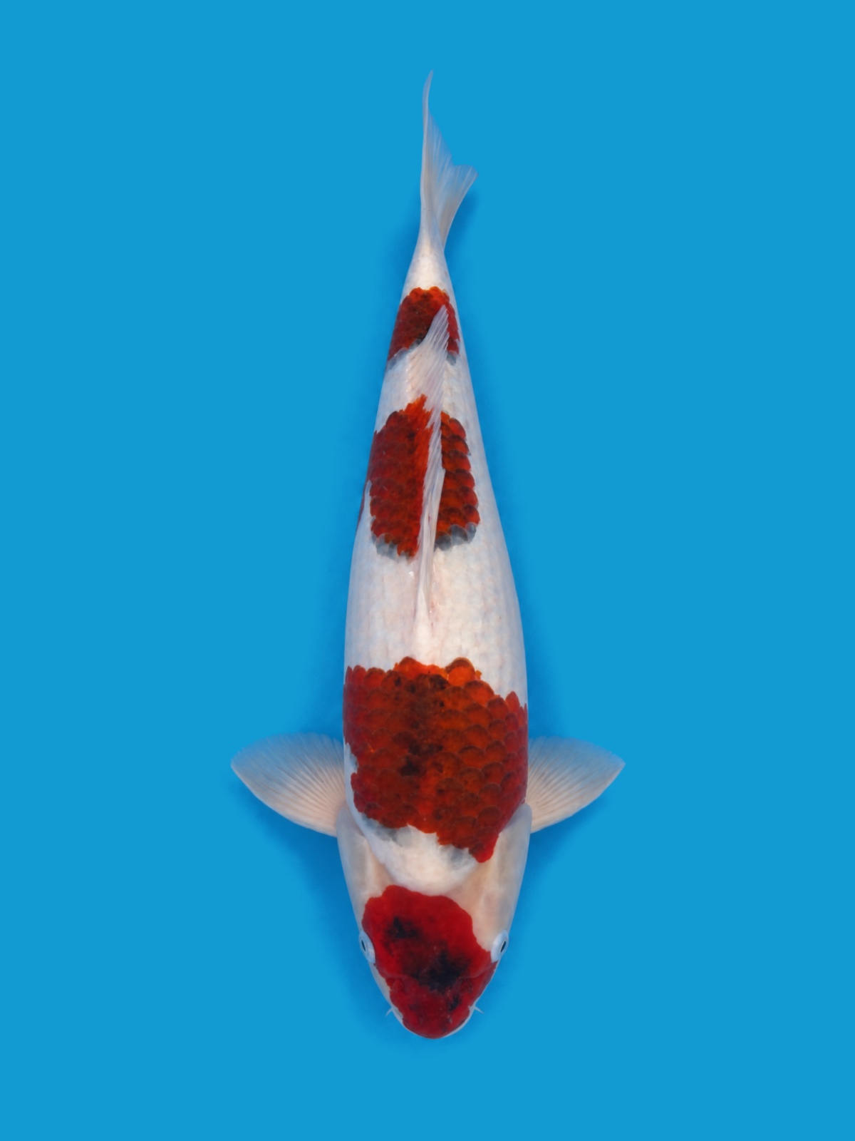 Finished portrait of the Goromo koi