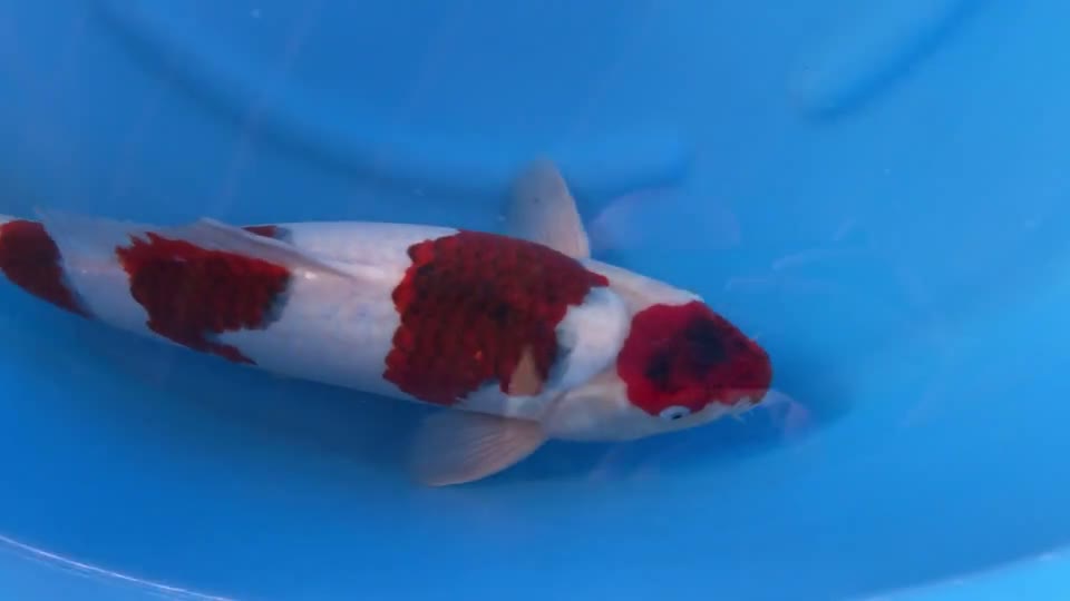 Video still of the Goromo koi