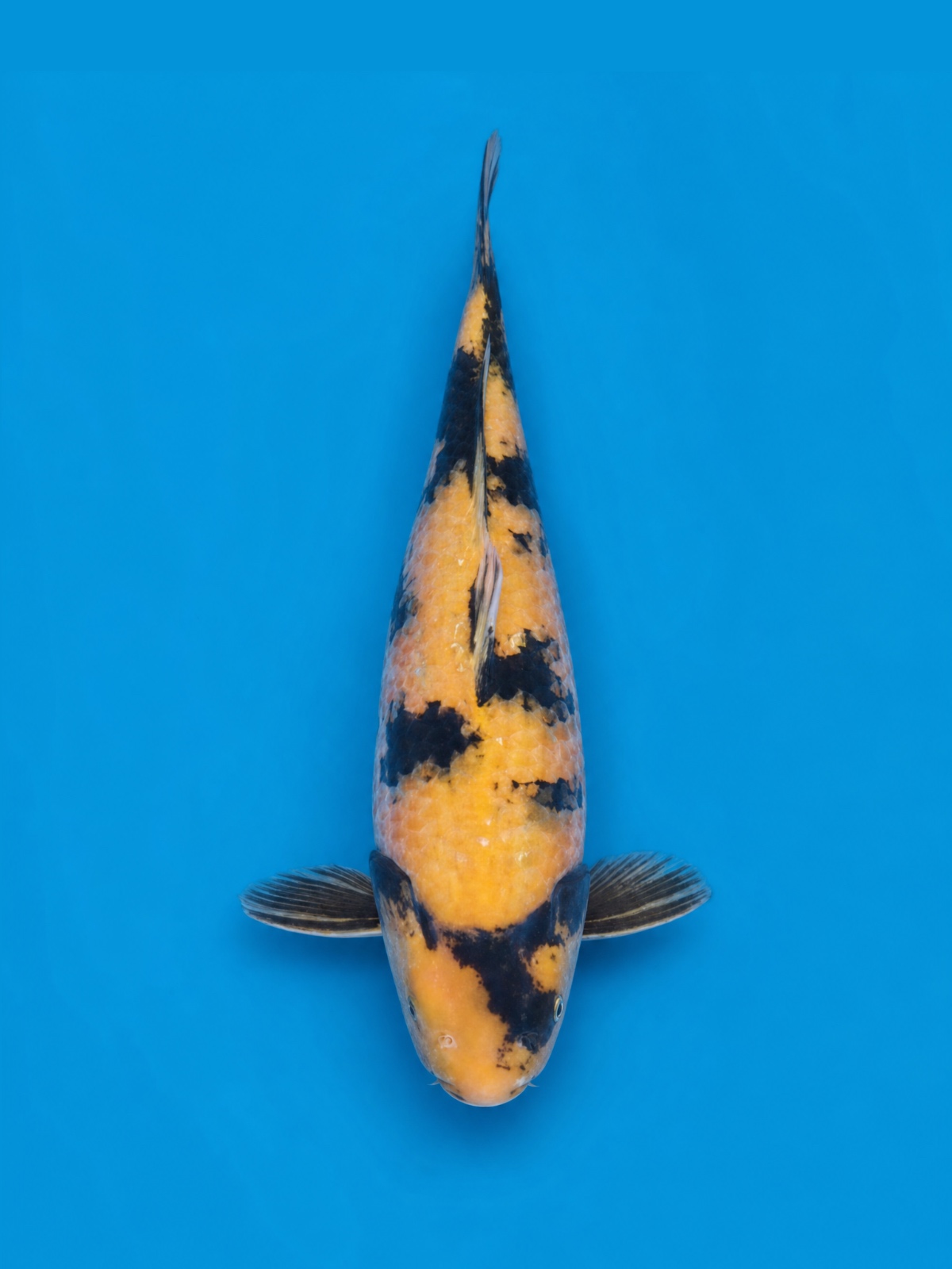 Finished portrait of the Ki Utsuri koi