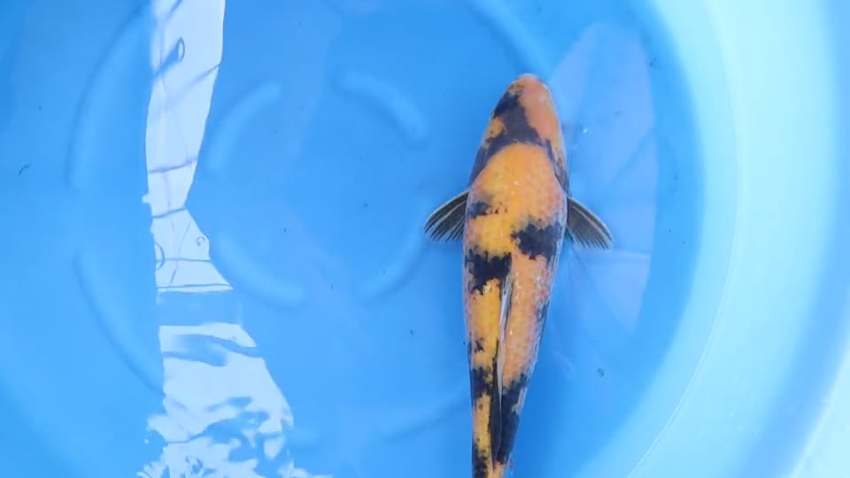 Video still of the Ki Utsuri koi