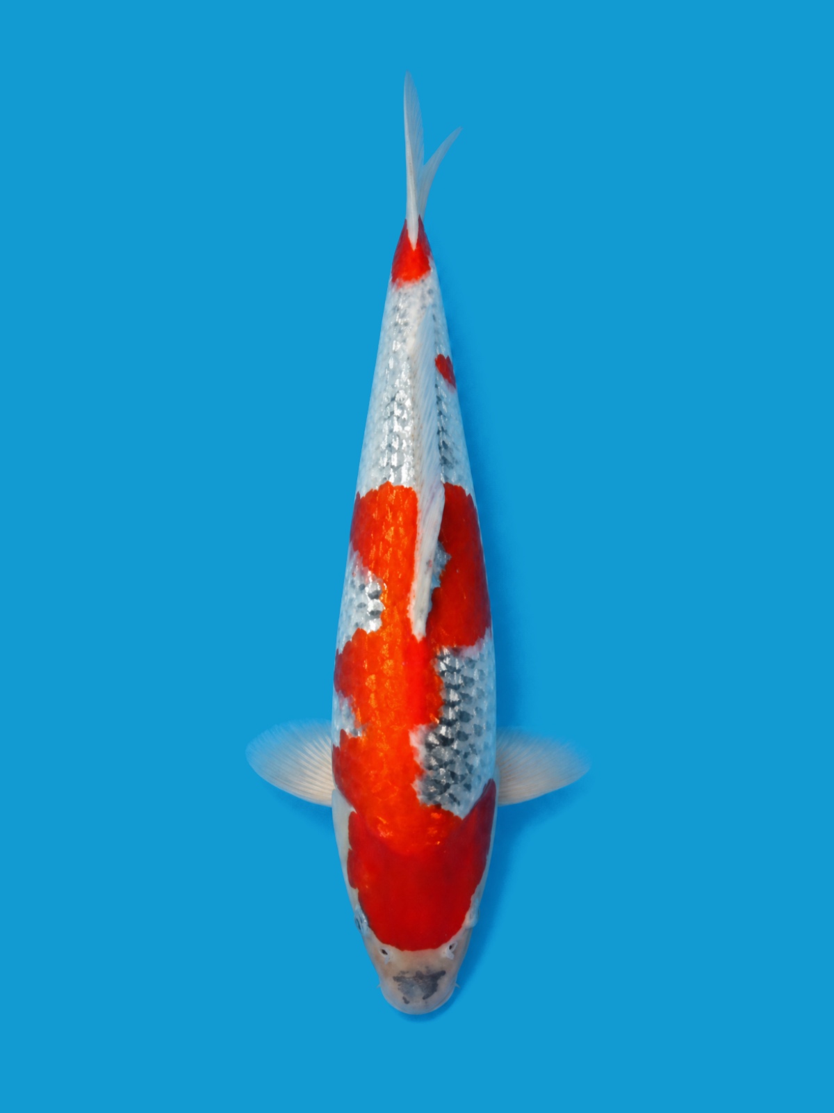 Finished portrait of the Ginrin Goshiki koi